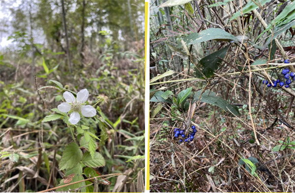 凝心聚力再出發，風雨同舟赴星溪！--廣東博皓2024龍年首登星溪之旅     -5